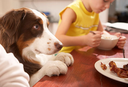 Top 10 foods your dog should never get their paws on 🐾