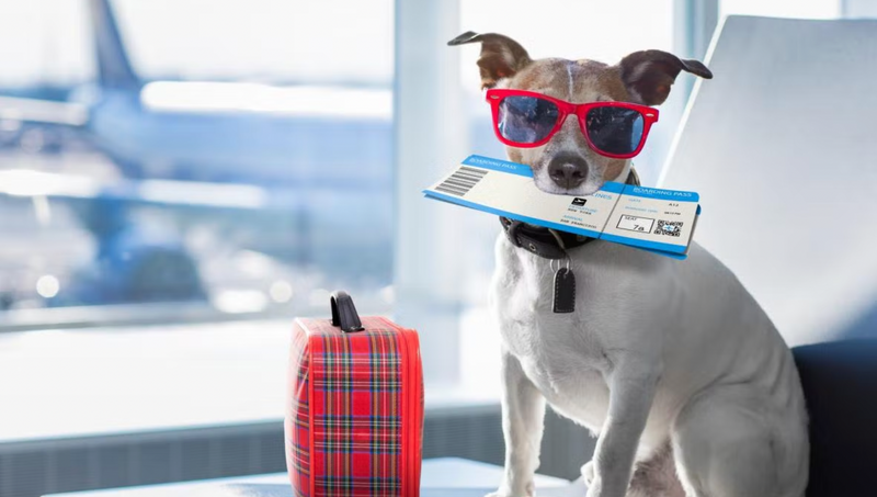 Flying home for Christmas with your dog?