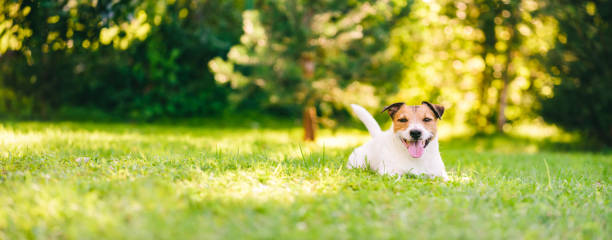 Hot Tips to Handle a Heatwave with your Pup!